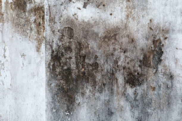 Professional Mold Removal in Oakleaf Plantation, FL