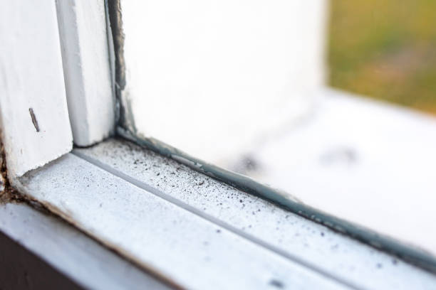 Best Air Quality Testing for Mold Spores  in Oakleaf Plantation, FL