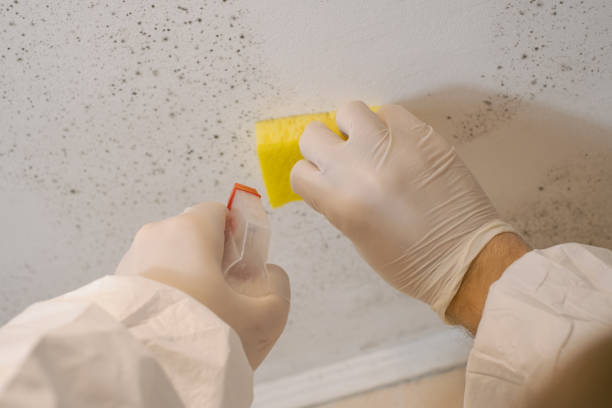 Best Commercial Mold Inspection  in Oakleaf Plantation, FL