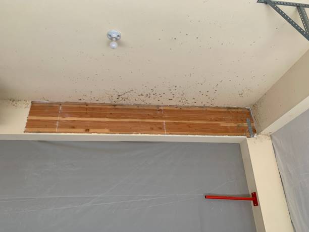  Oakleaf Plantation, FL Mold Removal Pros