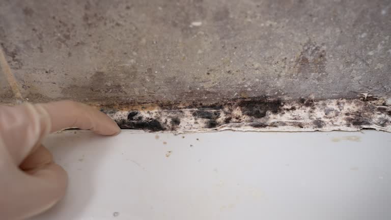 Best Mold-Related Health Consultation  in Oakleaf Plantation, FL